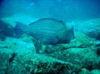 SIMILAN nov  2008 .PHOTO PHILIPPE (174).JPG