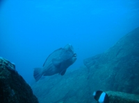 SIMILAN nov  2008 .PHOTO PHILIPPE (175).JPG