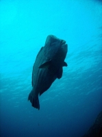 SIMILAN nov  2008 .PHOTO PHILIPPE (176).JPG