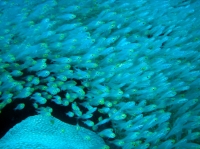 SIMILAN nov  2008 .PHOTO PHILIPPE (177).JPG