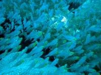 SIMILAN nov  2008 .PHOTO PHILIPPE (178).JPG