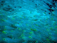 SIMILAN nov  2008 .PHOTO PHILIPPE (179).JPG