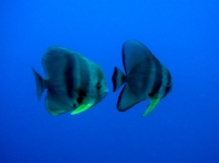 SIMILAN nov  2008 .PHOTO PHILIPPE (181).JPG