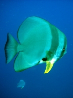 SIMILAN nov  2008 .PHOTO PHILIPPE (182).JPG