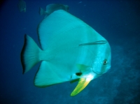 SIMILAN nov  2008 .PHOTO PHILIPPE (183).JPG