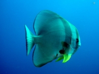 SIMILAN nov  2008 .PHOTO PHILIPPE (184).JPG