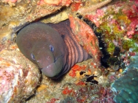 SIMILAN nov  2008 .PHOTO PUY (39).JPG