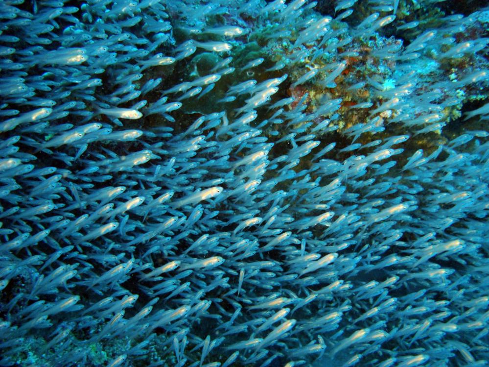 SIMILAN NOV 2008 .PHOTO LORAN (59).JPG