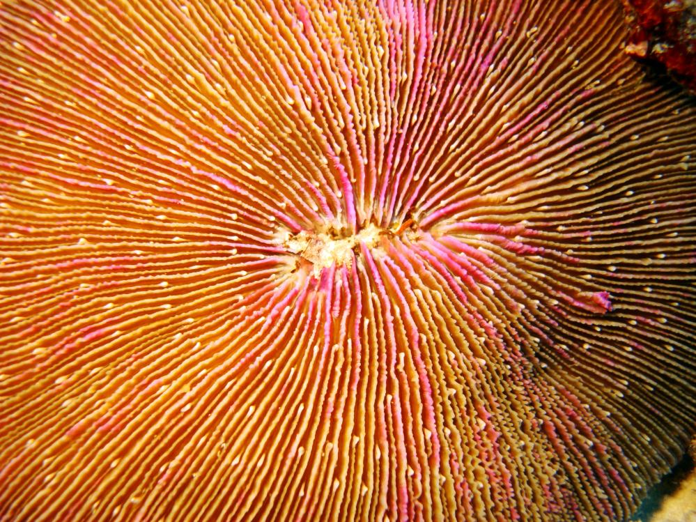 SIMILAN NOV 2008 .PHOTO LORAN (67).JPG