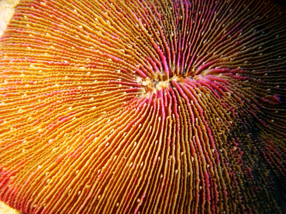 SIMILAN NOV 2008 .PHOTO LORAN (68).JPG