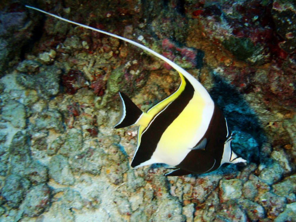 SIMILAN NOV 2008 .PHOTO LORAN (71).JPG