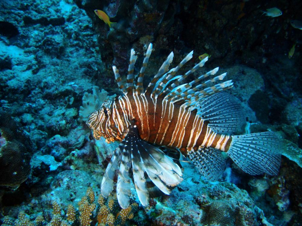 SIMILAN NOV 2008 .PHOTO LORAN (73).JPG