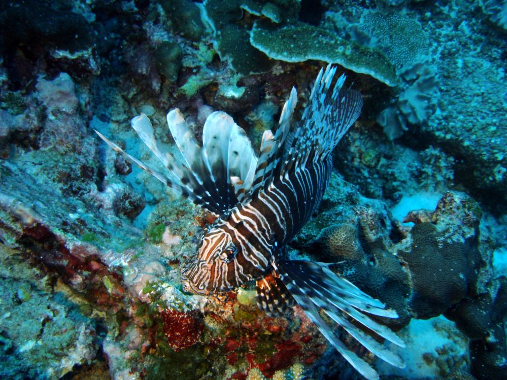 SIMILAN NOV 2008 .PHOTO LORAN (75).JPG