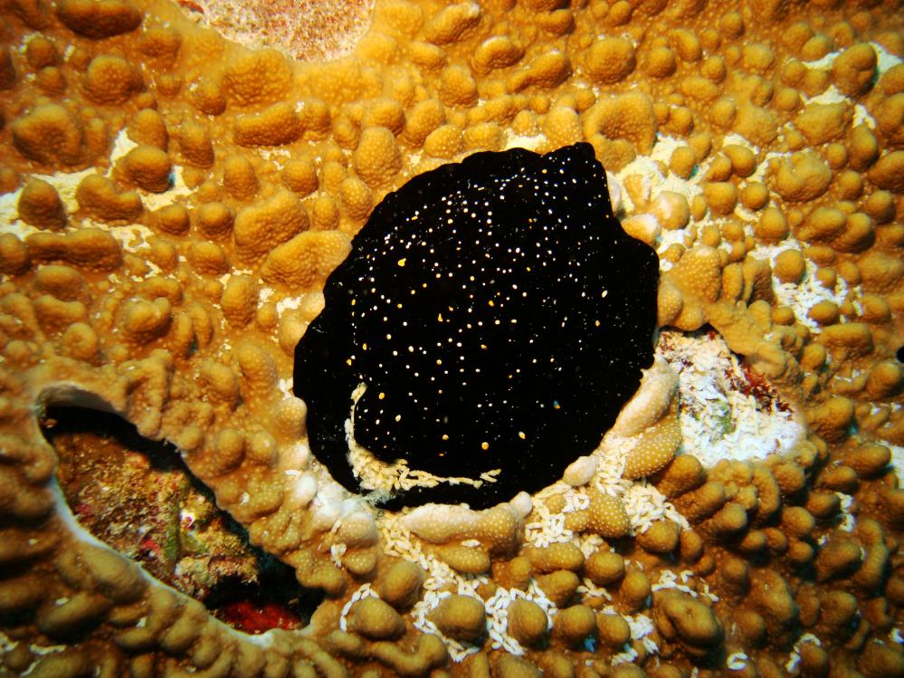 SIMILAN NOV 2008 .PHOTO LORAN (81).JPG