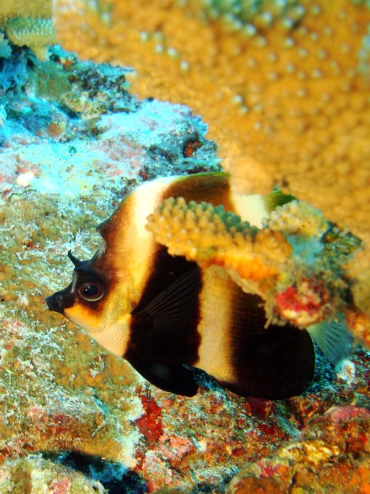 SIMILAN NOV 2008 .PHOTO LORAN (82).JPG