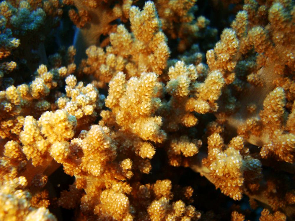SIMILAN NOV 2008 .PHOTO LORAN (83).JPG