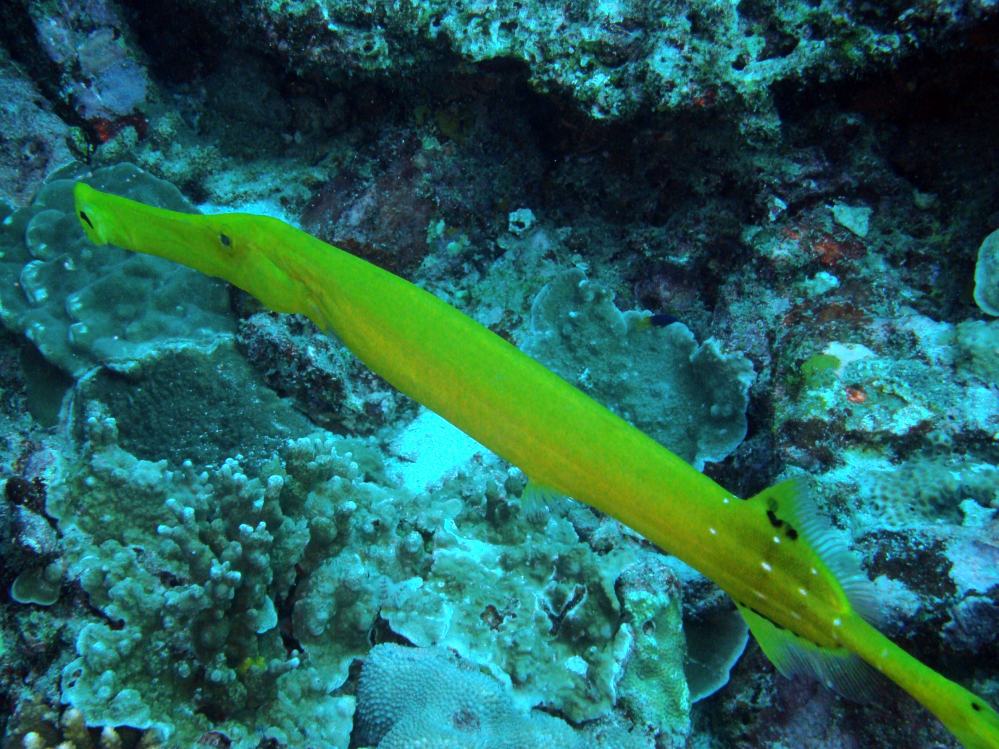 SIMILAN NOV 2008 .PHOTO LORAN (84).JPG