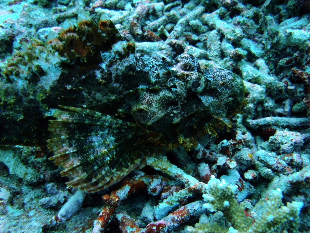 SIMILAN NOV 2008 .PHOTO LORAN (86).JPG