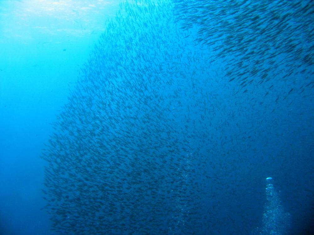 SIMILAN nov  2008 .PHOTO ARNOLD (31).JPG