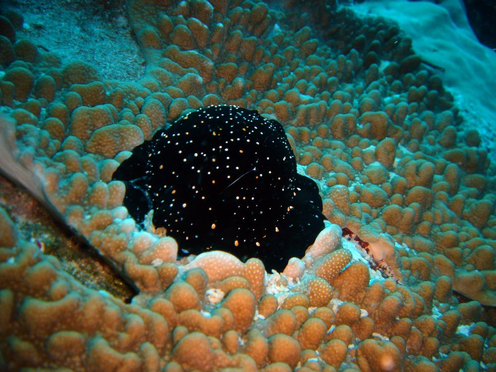 SIMILAN nov  2008 .PHOTO PHILIPPE (51).JPG