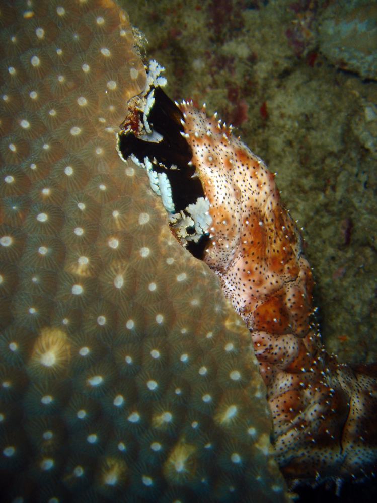 SIMILAN nov  2008 .PHOTO PHILIPPE (59).JPG