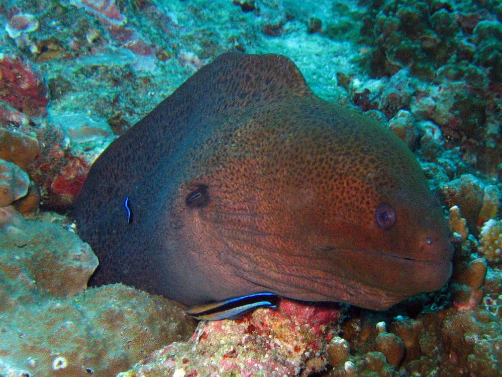 SIMILAN nov  2008 .PHOTO PUY (5).JPG