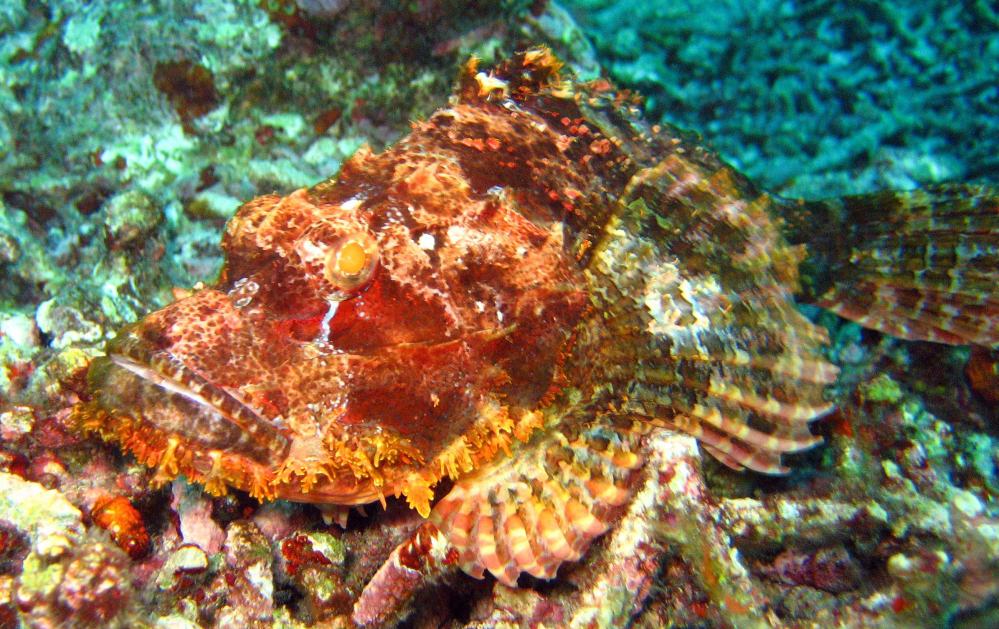 SIMILAN nov  2008 .PHOTO PUY (6).JPG