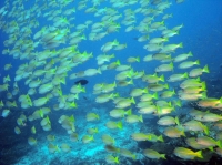 SIMILAN NOV 2008 .PHOTO LORAN (58).JPG