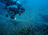 SIMILAN NOV 2008 .PHOTO LORAN (60).JPG