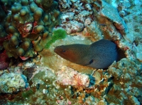 SIMILAN NOV 2008 .PHOTO LORAN (62).JPG