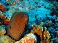 SIMILAN NOV 2008 .PHOTO LORAN (63).JPG