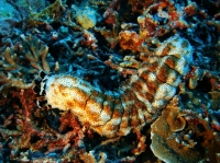 SIMILAN NOV 2008 .PHOTO LORAN (66).JPG