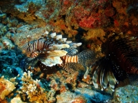 SIMILAN NOV 2008 .PHOTO LORAN (69).JPG