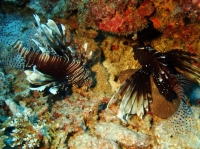 SIMILAN NOV 2008 .PHOTO LORAN (70).JPG