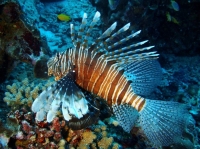 SIMILAN NOV 2008 .PHOTO LORAN (72).JPG