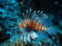 SIMILAN NOV 2008 .PHOTO LORAN (73).JPG