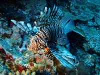 SIMILAN NOV 2008 .PHOTO LORAN (74).JPG