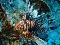 SIMILAN NOV 2008 .PHOTO LORAN (76).JPG