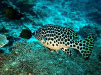 SIMILAN NOV 2008 .PHOTO LORAN (79).JPG