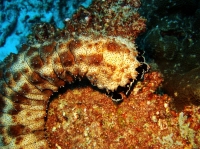 SIMILAN NOV 2008 .PHOTO LORAN (80).JPG