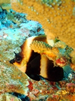 SIMILAN NOV 2008 .PHOTO LORAN (82).JPG