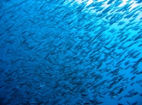 SIMILAN nov  2008 .PHOTO ARNOLD (28).JPG