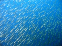 SIMILAN nov  2008 .PHOTO ARNOLD (29).JPG