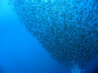 SIMILAN nov  2008 .PHOTO ARNOLD (30).JPG