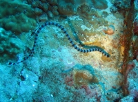 SIMILAN nov  2008 .PHOTO ARNOLD (32).JPG