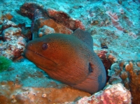 SIMILAN nov  2008 .PHOTO PHILIPPE (47).JPG