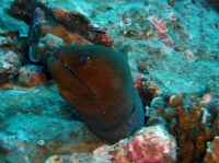 SIMILAN nov  2008 .PHOTO PHILIPPE (48).JPG