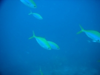 SIMILAN nov  2008 .PHOTO PHILIPPE (49).JPG