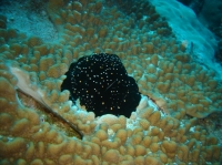 SIMILAN nov  2008 .PHOTO PHILIPPE (50).JPG