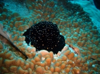 SIMILAN nov  2008 .PHOTO PHILIPPE (51).JPG